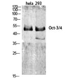 Western Blot - Anti-OCT3 Antibody (C0283) - Antibodies.com