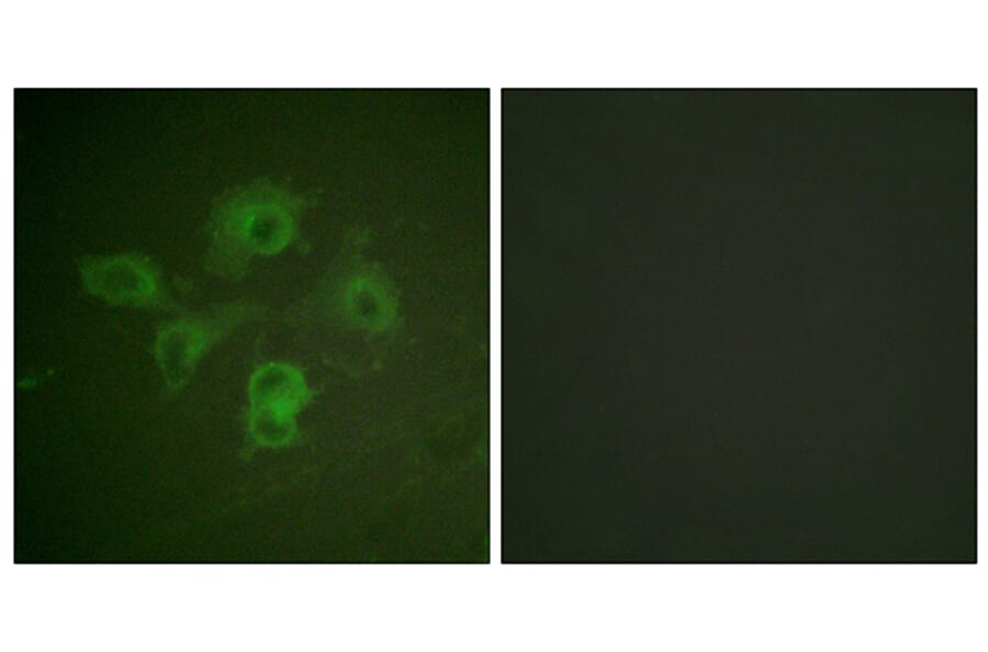 Immunofluorescence - Anti-EPHB1 + EPHB2 (phospho Tyr594 + Tyr604) Antibody (A0915) - Antibodies.com