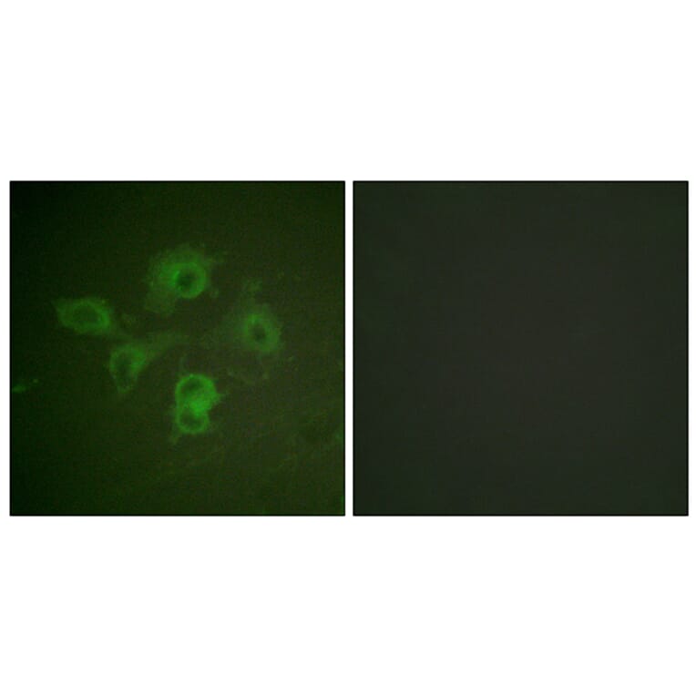 Immunofluorescence - Anti-EPHB1 + EPHB2 (phospho Tyr594 + Tyr604) Antibody (A0915) - Antibodies.com