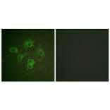 Immunofluorescence - Anti-EPHB1 + EPHB2 (phospho Tyr594 + Tyr604) Antibody (A0915) - Antibodies.com