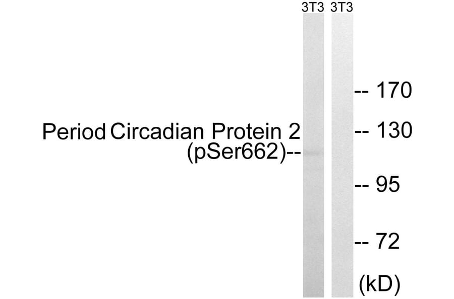 Western Blot - Anti-Period Circadian Protein 2 (phospho Ser662) Antibody (A1223) - Antibodies.com