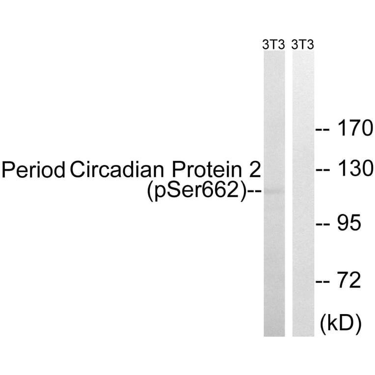 Western Blot - Anti-Period Circadian Protein 2 (phospho Ser662) Antibody (A1223) - Antibodies.com