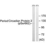 Western Blot - Anti-Period Circadian Protein 2 (phospho Ser662) Antibody (A1223) - Antibodies.com
