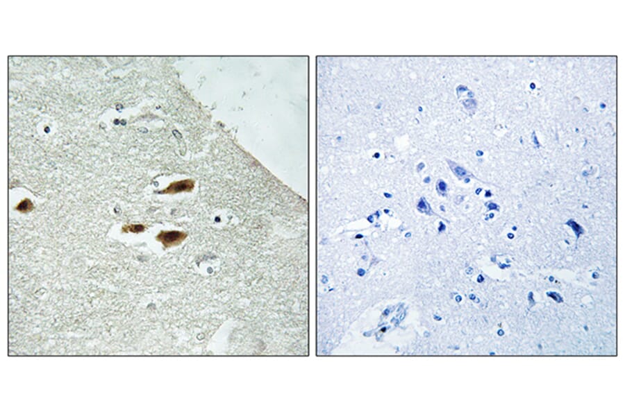 Immunohistochemistry - Anti-Period Circadian Protein 2 (phospho Ser662) Antibody (A1223) - Antibodies.com