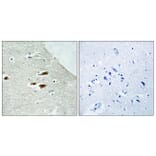 Immunohistochemistry - Anti-Period Circadian Protein 2 (phospho Ser662) Antibody (A1223) - Antibodies.com