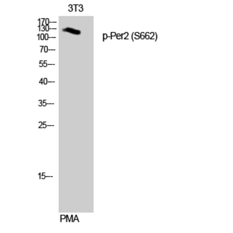 Western Blot - Anti-Period Circadian Protein 2 (phospho Ser662) Antibody (A1223) - Antibodies.com