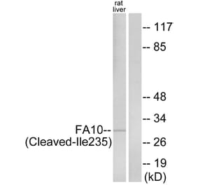 Western Blot - Anti-FA10 (activated heavy chain,cleaved Ile235) Antibody (L0126) - Antibodies.com