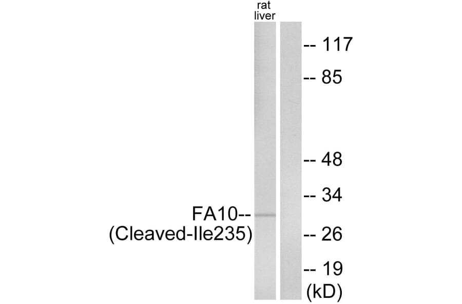 Western Blot - Anti-FA10 (activated heavy chain,cleaved Ile235) Antibody (L0126) - Antibodies.com