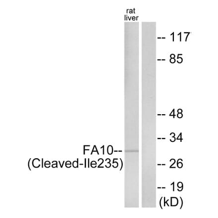 Western Blot - Anti-FA10 (activated heavy chain,cleaved Ile235) Antibody (L0126) - Antibodies.com