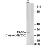 Western Blot - Anti-FA10 (activated heavy chain,cleaved Ile235) Antibody (L0126) - Antibodies.com