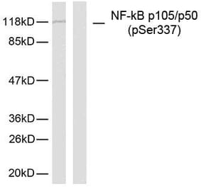 Western Blot - Anti-NF kappa B p105 / p50 (phospho Ser337) Antibody (A7166) - Antibodies.com