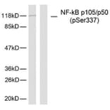 Western Blot - Anti-NF kappa B p105 / p50 (phospho Ser337) Antibody (A7166) - Antibodies.com