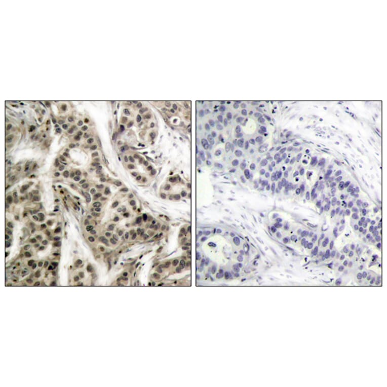 Immunohistochemistry - Anti-NF kappa B p105 / p50 (phospho Ser337) Antibody (A7166) - Antibodies.com