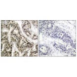 Immunohistochemistry - Anti-NF kappa B p105 / p50 (phospho Ser337) Antibody (A7166) - Antibodies.com