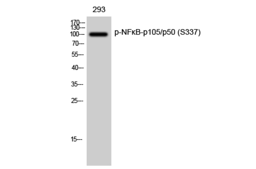 Western Blot - Anti-NF kappa B p105 / p50 (phospho Ser337) Antibody (A7166) - Antibodies.com