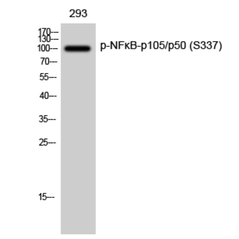 Western Blot - Anti-NF kappa B p105 / p50 (phospho Ser337) Antibody (A7166) - Antibodies.com