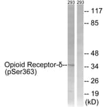 Western Blot - Anti-Opioid Receptor-delta (phospho Ser363) Antibody (A0420) - Antibodies.com