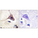 Immunohistochemistry - Anti-Opioid Receptor-delta (phospho Ser363) Antibody (A0420) - Antibodies.com