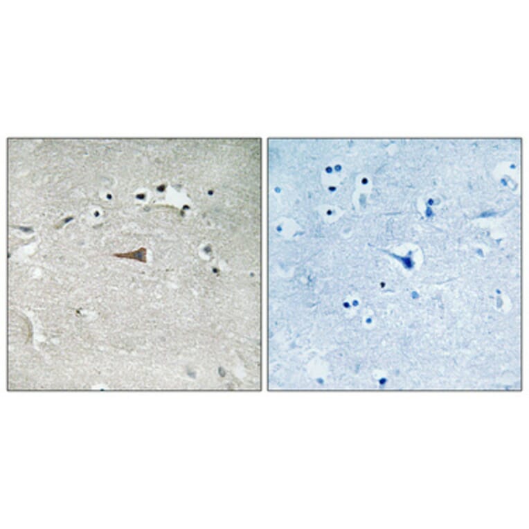 Immunohistochemistry - Anti-Opioid Receptor-delta (phospho Ser363) Antibody (A0420) - Antibodies.com