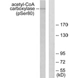 Western Blot - Anti-acetyl CoA Carboxylase (phospho Ser80) Antibody (A0051) - Antibodies.com