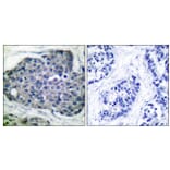 Immunohistochemistry - Anti-acetyl CoA Carboxylase (phospho Ser80) Antibody (A0051) - Antibodies.com