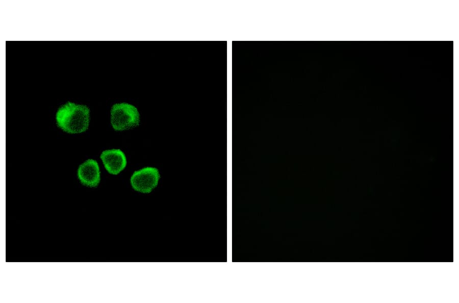 Immunofluorescence - Anti-OR8U1 + OR8U8 + OR8U9 Antibody (G695) - Antibodies.com