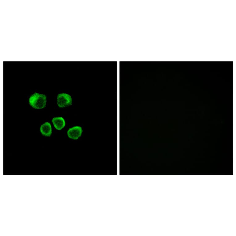 Immunofluorescence - Anti-OR8U1 + OR8U8 + OR8U9 Antibody (G695) - Antibodies.com