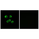 Immunofluorescence - Anti-OR8U1 + OR8U8 + OR8U9 Antibody (G695) - Antibodies.com