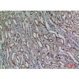 Immunohistochemistry - Anti-KLRC1 + KLRC2 + KLRC3 Antibody (C30576) - Antibodies.com