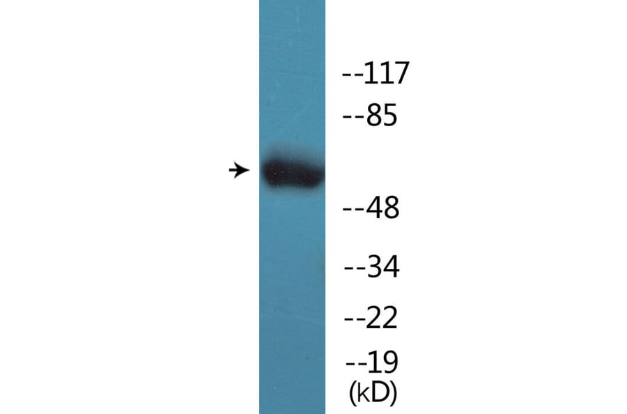Western Blot - Anti-CD50 (phospho Ser518) Antibody (P12-1089) - Antibodies.com