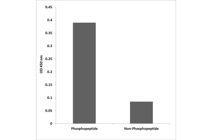 ELISA - Anti-PRC1 (phospho Thr481) Antibody (P12-1050) - Antibodies.com