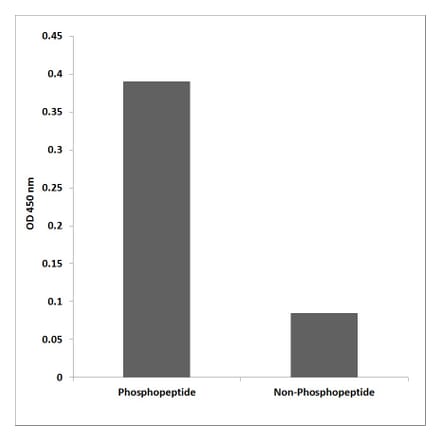 ELISA - Anti-PRC1 (phospho Thr481) Antibody (P12-1050) - Antibodies.com