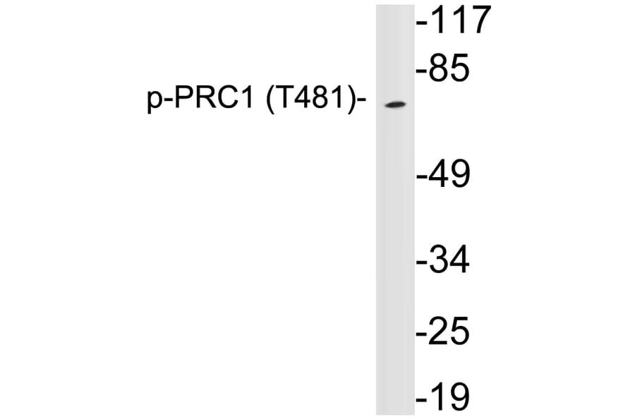Western Blot - Anti-PRC1 (phospho Thr481) Antibody (P12-1050) - Antibodies.com