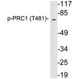 Western Blot - Anti-PRC1 (phospho Thr481) Antibody (P12-1050) - Antibodies.com