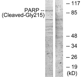 Western Blot - Anti-PARP (cleaved Gly215) Antibody (L0366) - Antibodies.com