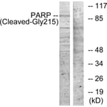 Western Blot - Anti-PARP (cleaved Gly215) Antibody (L0366) - Antibodies.com