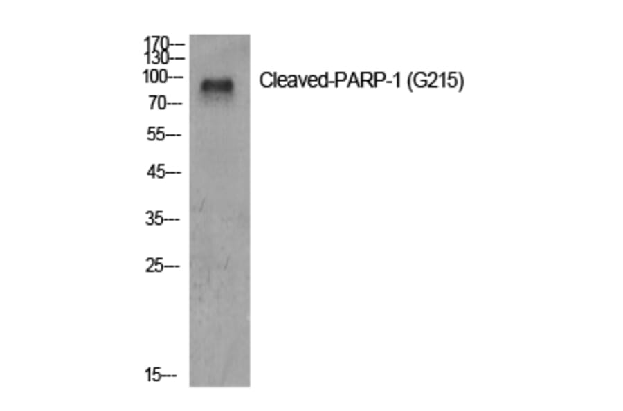 Western Blot - Anti-PARP (cleaved Gly215) Antibody (L0366) - Antibodies.com