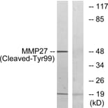 Western Blot - Anti-MMP27 (cleaved Tyr99) Antibody (L0334) - Antibodies.com