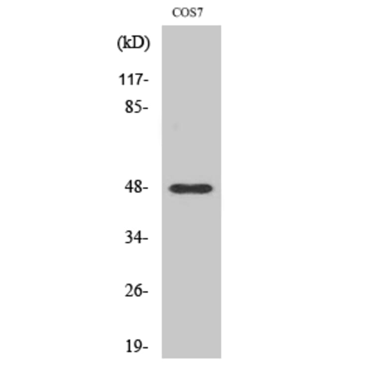 Western Blot - Anti-MMP27 (cleaved Tyr99) Antibody (L0334) - Antibodies.com