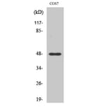 Western Blot - Anti-MMP27 (cleaved Tyr99) Antibody (L0334) - Antibodies.com