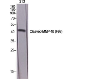Western Blot - Anti-MMP10 (cleaved Phe99) Antibody (L0318) - Antibodies.com