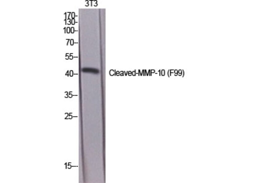 Western Blot - Anti-MMP10 (cleaved Phe99) Antibody (L0318) - Antibodies.com