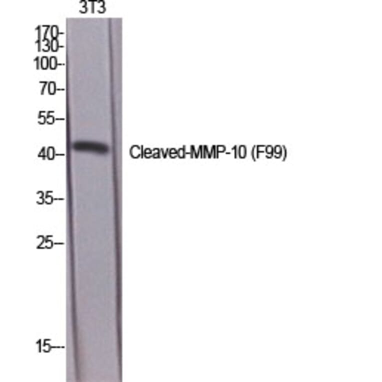 Western Blot - Anti-MMP10 (cleaved Phe99) Antibody (L0318) - Antibodies.com