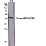 Western Blot - Anti-MMP10 (cleaved Phe99) Antibody (L0318) - Antibodies.com