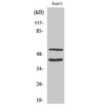 Western Blot - Anti-MMP10 (cleaved Phe99) Antibody (L0318) - Antibodies.com