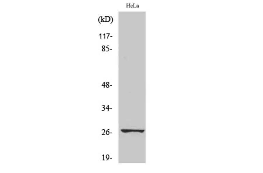 Western Blot - Anti-HSP27 (phospho Ser78) Antibody (A7111) - Antibodies.com