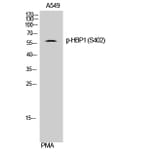 Western Blot - Anti-HBP1 (phospho Ser402) Antibody (A1035) - Antibodies.com