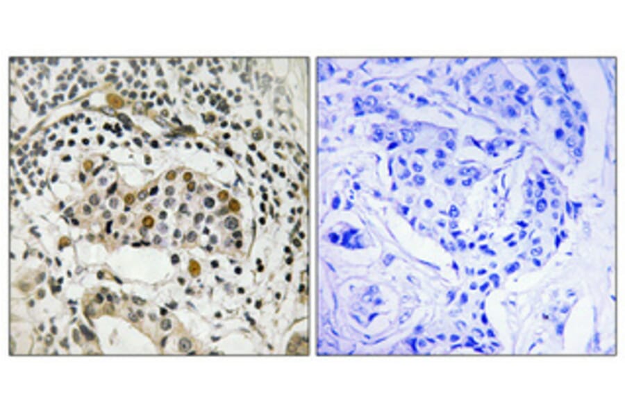 Immunohistochemistry - Anti-HBP1 (phospho Ser402) Antibody (A1035) - Antibodies.com