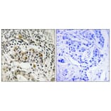 Immunohistochemistry - Anti-HBP1 (phospho Ser402) Antibody (A1035) - Antibodies.com