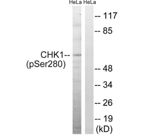 Western Blot - Anti-Chk1 (phospho Ser280) Antibody (A7040) - Antibodies.com